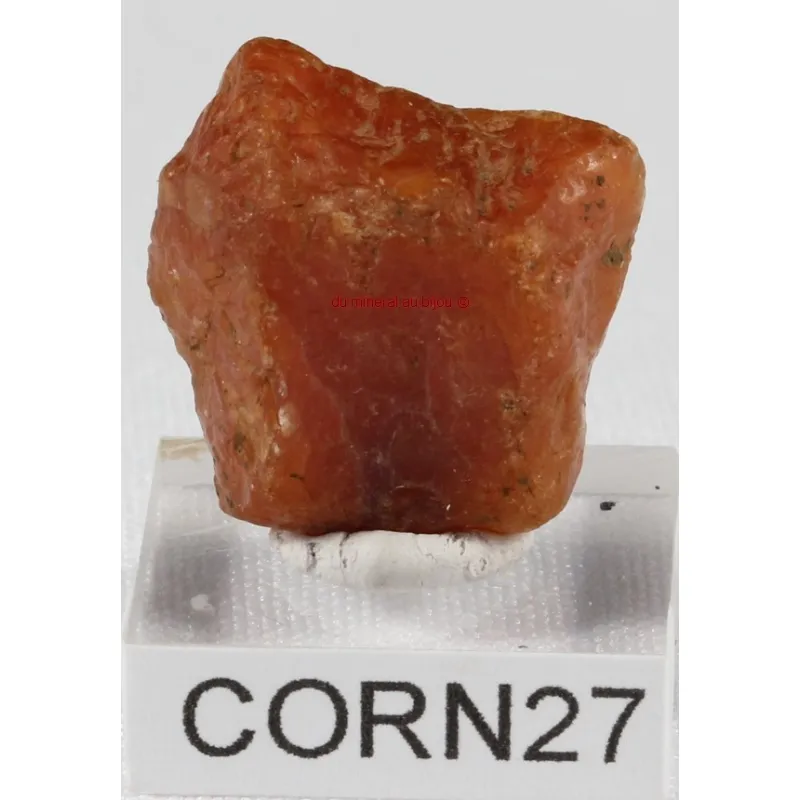 Cornaline brute corn27 Cornaline brute corn27